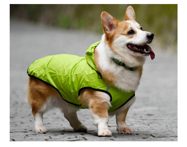 sport dog clothes 11.jpg